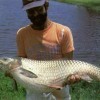 A man holding a mature grass carp.