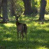 A deer in a forest.