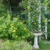 Native plant landscape.