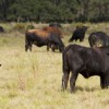 Cattle grazing in a pasture.