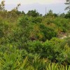 An example of a Florida scrub ecosystem.