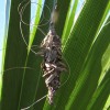 Bagworm pupae on a Mexican fan palm.