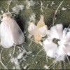 Spiraling whitefly adult.