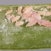 Population of adult and immature Tuttle mealybugs on a blade of  grass.