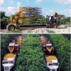 Continuous canopy shake and catch citrus mechanical harvesting system.