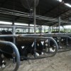 Cows lying in the waterbeds top-bedded with sand.