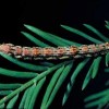Mature larva of the cypress looper.