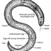Diagram of a generic plant-parasitic nematode.