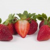 'Florida Radiance' strawberries.