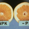 Oranges with and without phosphorus deficiency.