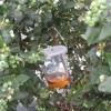 Trap hung in shady interior of a blueberry bush.