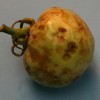 Fruit from a tomato plant infected with Tomato chlorotic spot virus showing deformation and discoloration.