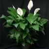 Spathiphyllum in a 2-gallon container.