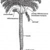Diagram of the generalized palm morphology.