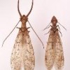 Male and female eastern dobsonflies.