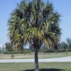 Sabal or cabbage palm.