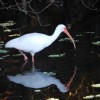 A white ibis.