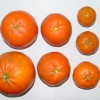 Varying sized oranges.