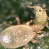 Adult Amblyseius swirskii feeding on thrips larvae.