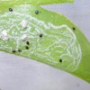 Adult Nephaspis oculata feeding on whitefly eggs.