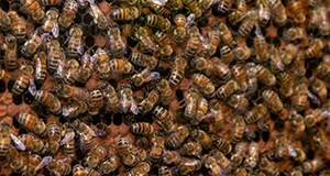 Photo of a mass of bees on honeycomb.