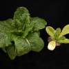 Examples of healthy lettuce and N-deficient lettuce.