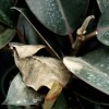 Botrytis blight on Ficus elastica.