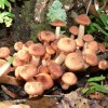 Young developing mushrooms of Armillaria tabescens.