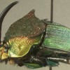Red-green male Phanaeus vindex.