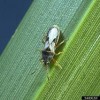 Full winged adult southern chinch bugs a St. Augustine grass blade.