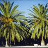 Healthy Canary Island date palms.