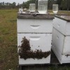 Hives getting supplemental sugar syrup through top feeders.