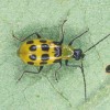 Spotted cucumber beetle.