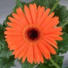 Flower of ‘Funtastic Tangerine Eye’.