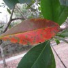 leaves on a Gordonia lasianthus tree.