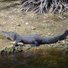 American alligator.