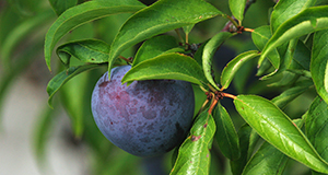 a close-up photo of a ripe plum on the tree.