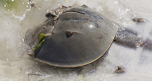 A photo of a horseshoe crab on the beach partially covered by a shallow wave with seaweed around it and clinging to it and sunshine gleaming on its shell.