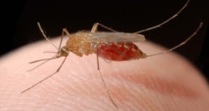 In Florida, this species of mosquito (Culex nigripalpus) plays a major role in the transmission of disease-causing viruses. (UF/IFAS File Photo)