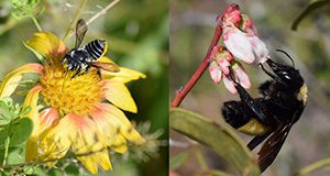 Left to right, photos of a blanketflower and blueberry flowers with native bees.