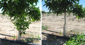 Removal of sucker shoots from rootstock, bud union, and tree trunk, before (left) and after (right). Credit: International Citrus Technologies Pty Ltd, Western Australia