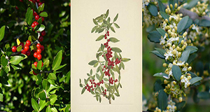 Three images of yaupon holly branches. From left to right, a photo of leaves and ripe berries in bright sunshine, an illustratuino of  a branch with leaves and red, ripe berries, and a photo of leaves and pale green buds, some blooming and producing white, four-petaled flowers