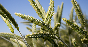 Awnless triticale variety.