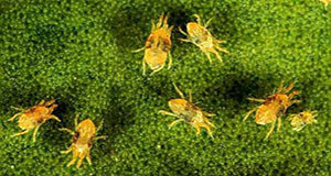 Magnified photo of seven twospotted spider mites againsta a mottled green background; presumably a leaf.
