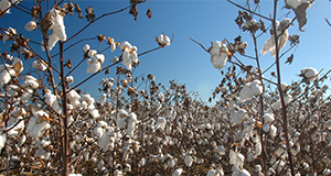 Cotton on a farm in Washington County.