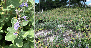 Beach vitex (Vitex rotundifolia).