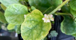 Malabar spinach flower. Credits: Chunfang Li, FDACS-DPI