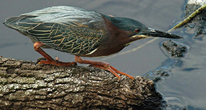 Photo of a green-backed heron in mid-stride on a log in water.