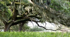 An oak tree in a pasture. Credits: Tyler Jones, UF/IFAS
