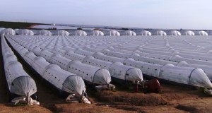 Low tunnels for vegetable and small fruit production. Credits: B. M. Santos, UF/IFAS